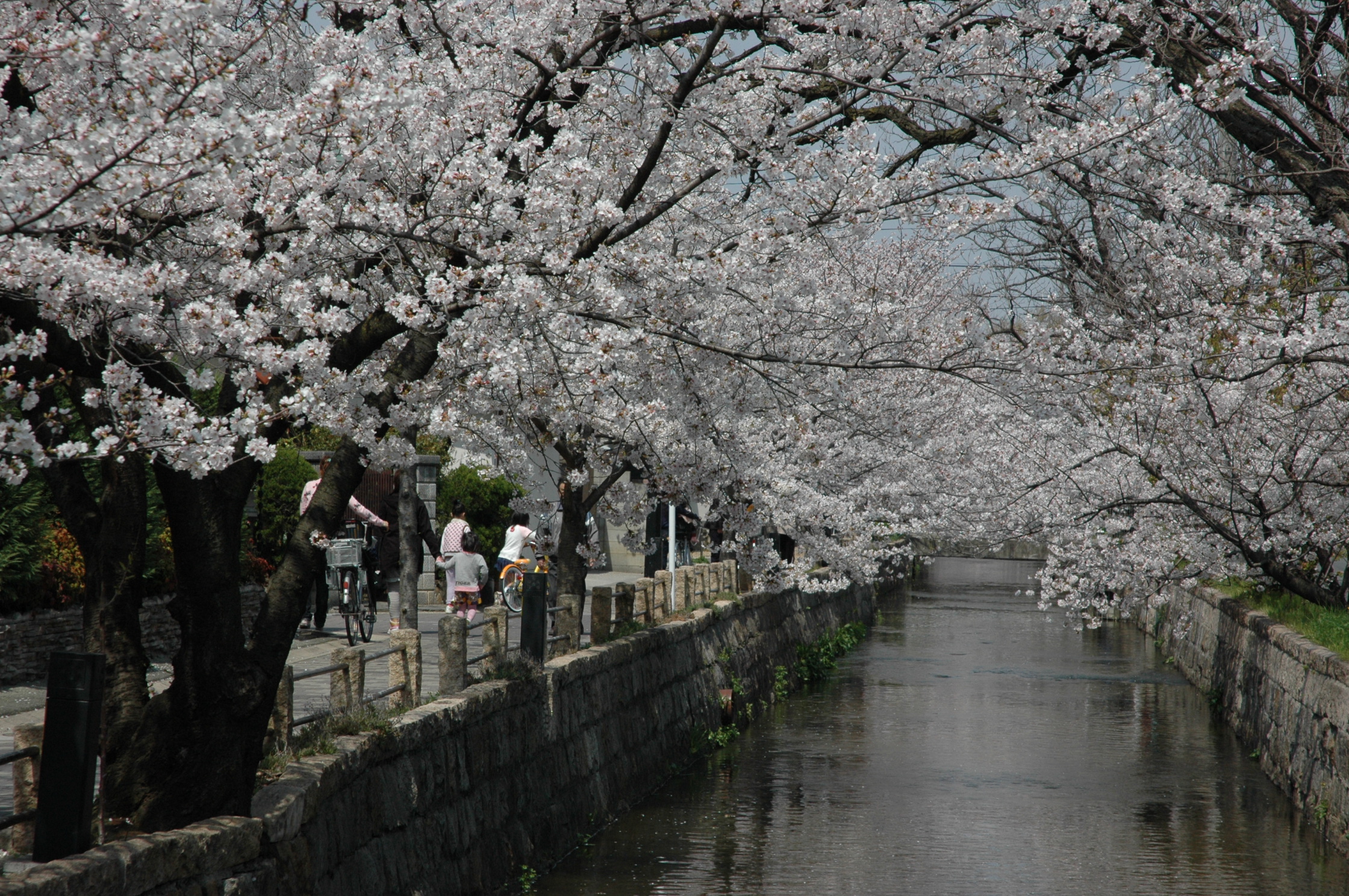 川の両岸から桜が水面におおいかぶさっています